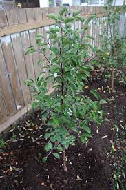 Why apple trees don't produce fruit? How Long Does It Take For An Apple Tree To Grow Home For The Harvest