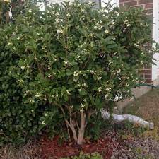 Fragrant Tea Olive Shrub Sweet Olive Tree Osmanthus Fragrans Shrubs