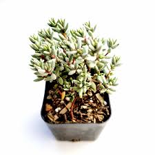 Image result for Crassula granvikii