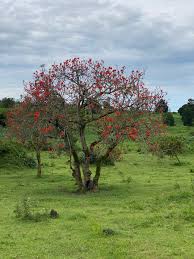 Image result for Erythrina abyssinica