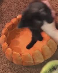 Fruit tart is a food item cooked using the cooking set. How To Make A Kitten Tart Video In 2020 Kitten Cat Bed Cute Animals