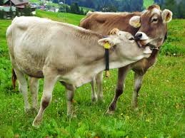 Animal husbandry is the branch of agriculture concerned with animals that are raised for meat, fibre, milk, eggs, or other products. Livestock Wikipedia