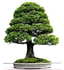 Whether you select a particular plant or a kit from our inventory, you will receive a shrub that will bring many years of tranquility to your life. How To Landscape With Bonsai Trees Hq Architecture