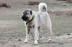 Sivas Kangal Kopegi Kangal Kopegi Hayvan