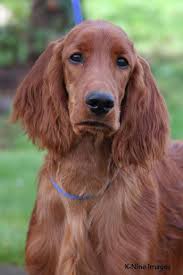 Avon Farm Irish Setter Kopek Turleri Kopek