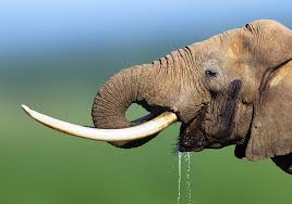 We did not find results for: Elephant Symbolism Meaning Totem Spirit Omens World Birds