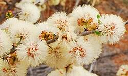 Image result for Acacia mellifera