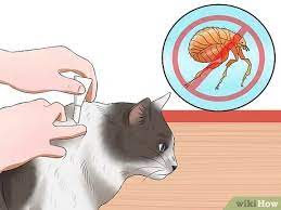 If your cat eats some of their fleas while trying to get them off, then they can acquire a nasty tapeworm. How To Prevent Tapeworms In Cats 8 Steps With Pictures