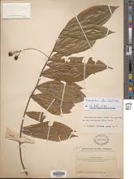 Image result for Rhabdophyllum affine