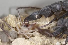 Text and photographs by eric r. A Scorpion Kills A Small Camel Spider Picture Of Baghdad Baghdad Province Tripadvisor