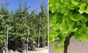 A living fossil discovered by monks in the forests of ancient china in the 1690s, the ginkgo tree, also sometimes known as the maidenhair, is the last surviving member of its family. Ginkgo Biloba Maidenhair Tree Multi Stem Garden Plants Online