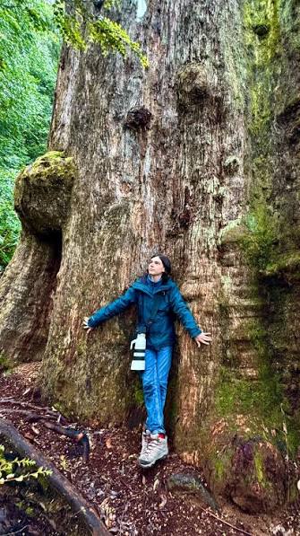 🌳Where to see the giant kauri trees of Northland!🌳 The oldest and largest kauri trees (Tāne Mahuta and Te Matua Ngahere) are both located in the Waipoua Forest, near the Hokianga Harbour,