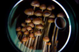 D C Magic Mushrooms Initiative Appears To Get Approval The Washington Post