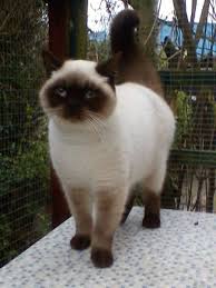 Aw Aw Aw Chat