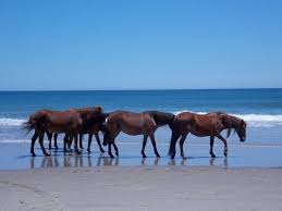 The corolla wild horse fund's mission is to protect, conserve, and responsibly manage the herd of wild colonial spanish mustangs roaming freely on the northernmost currituck outer banks, and to promote the continued preservation of this land as a permanent sanctuary for horses designated as the state horse and defined as a cultural. Learn About Corolla S Wild Horses Corolla Wild Horse Museum Outer Banks Things To Do