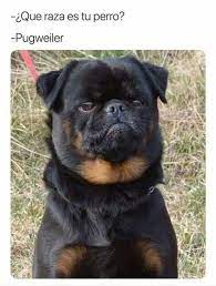 Pugweiler Memes Risas Memesespanol Instagram Fotos Chistes Top Comic Love Hoy Friends Amor Mexico Memesmexic Animal Memes Pug Memes Puppies Funny