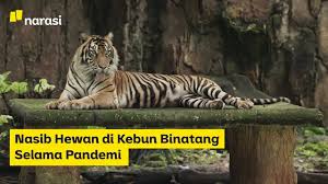 Oleh pengelola setempat, spesies kebun binatang ragunan terus ditingkatkan dengan perawatan yang ketat. Narasi Tv Nasib Hewan Di Kebun Binatang Selama Pandemi