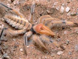 How and where do i call emergencies when dealing with wild animals? Egyptian Giant Solpugid V Giant Desert Hairy Scorpion Carnivora
