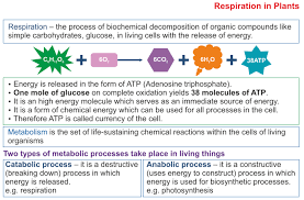 Respiration in plants class 10. Icse Solutions For Class 10 Biology Photosynthesis A Plus Topper