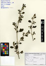 Image result for Trianthema portulacastrum