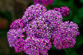 Red Purple Yarrow Flower Fairy Garden 6 24 09 4 Yarrow Flower Beautiful Flowers Yarrow