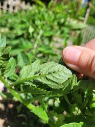 Image result for BLACKFLY ON TOMATO PLANTS