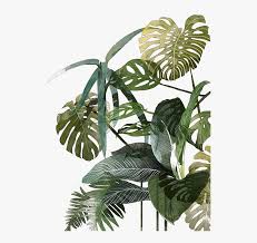 leaf botanical illustration watercolor palm tropics vegetation illustration hd png download kindpng leaf botanical illustration watercolor
