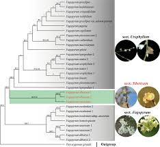 Image result for Fagopyrum snowdenii