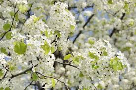 Chia, i love these purple globes, they pop up desert blooming trees and shrubs. Caring For Bradford Pear Trees