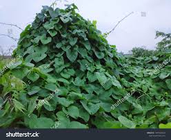 Image result for Tinospora tenera