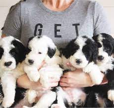 Sheepadoodles Sheepadoodle Puppy Sheepadoodle Cute Animals