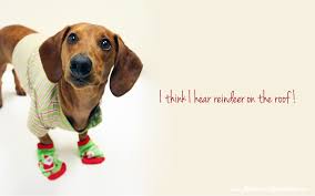 48 Dachshund Christmas Wallpaper For Desktop On Wallpapersafari Find dachshund pictures and dachshund photos on desktop nexus.