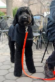 Though they don't have the famous teddy bear looks the. Canined Groomed Black Standard Poodle Dog Central Park Nyc 31409 10 Black Standard Poodle Goldendoodle Grooming Standard Poodle