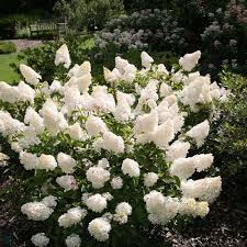 Image result for hydrangea paniculata vanille fraise