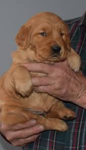 If you are thinking of breeding please inquire further. Dark Red Golden Retriever Puppies For Sale Near Me Petfinder