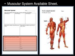 See more ideas about muscle anatomy, anatomy and physiology, human anatomy. Name That Muscle On Stallone Powerpoint Quiz Muscles Muscular Syste