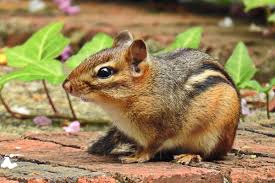 The pests like to dig under shrubs, flower beds, and wood piles and will destroy landscaping. Can Chipmunks Chew Through Drywall