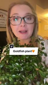 Propagating Goldfish Plant Leaves