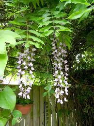 Blauregen Bluten Und Blauregen Blatter Blauregen Wisteria Sinensis Pflanzen