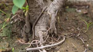 The root flare is the area around the base of the trunk where support roots emerge. Girdling Roots And What To Do About Them Arbor Day Blog