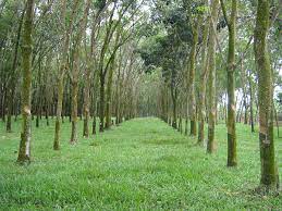 Cauciucurile naturale și sintetice sunt două tipuri de polimeri cu proprietăți excelente, care sunt pe scară largă în multe aplicații industriale și casnice. Cauciuc Wikipedia