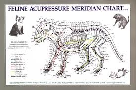 Feline Acupressure Meridian Chart Lfa 92528