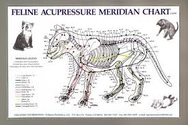 feline acupressure meridian chart lfa 92528