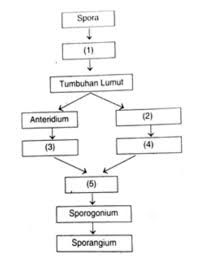 Jika spora jatuh padatempat yang lembab, maka spora akan tumbuh menjadi gametofit yang disebut dengan protalium. Perhatikan Skema Daur Hidup Tumbuhan Lumut Berikut