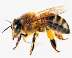 A honey bee can only sting once, then it. Bee Transparent Honey Bee Pillow Case Transparent Png 1024x768 Free Download On Nicepng
