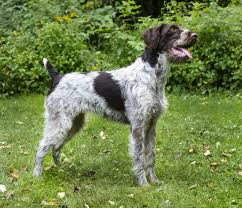 Finding a wirehaired pointing griffon dog breeder in australia has never been simpler, browse through our wirehaired pointing griffon breeders in australia below. German Wirehaired Pointer Dogs And Puppies For Sale In The Uk Pets4homes