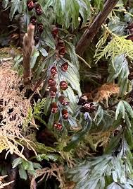 Image result for Hymenophyllum tunbridgense