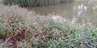 Image result for Persicaria decipiens