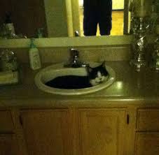 why do cats sleep in bathroom sinks