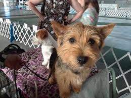 4 seater round dining table australian terrier breeders. The Dish Ckc